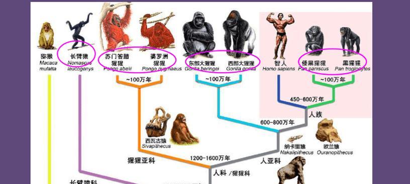人类起源史（探索人类起源的奥秘，揭开文明发展的历程）