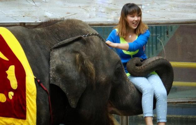 探索大象摄影公会的艺术之旅（用镜头记录大象的壮丽与柔情）