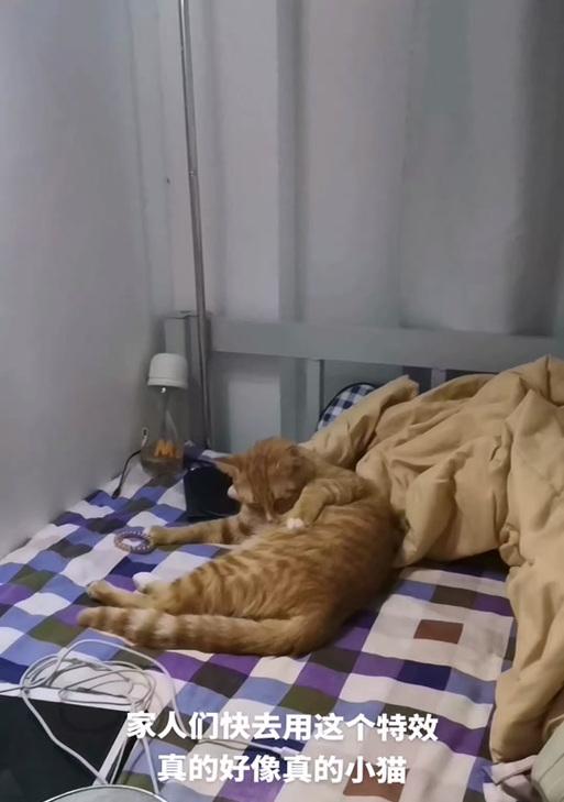小猫特效教程（用小猫特效为电脑增添乐趣，打造个性化桌面）